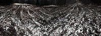 Landscapes Series